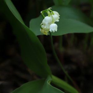 Maiglöckchen...... Sabine Schröder